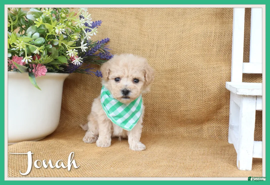 Bichpoo dogs for sale: Jonah - Ad 1