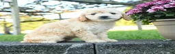 Mini Goldendoodle dogs for sale: Rowena - Ad 5