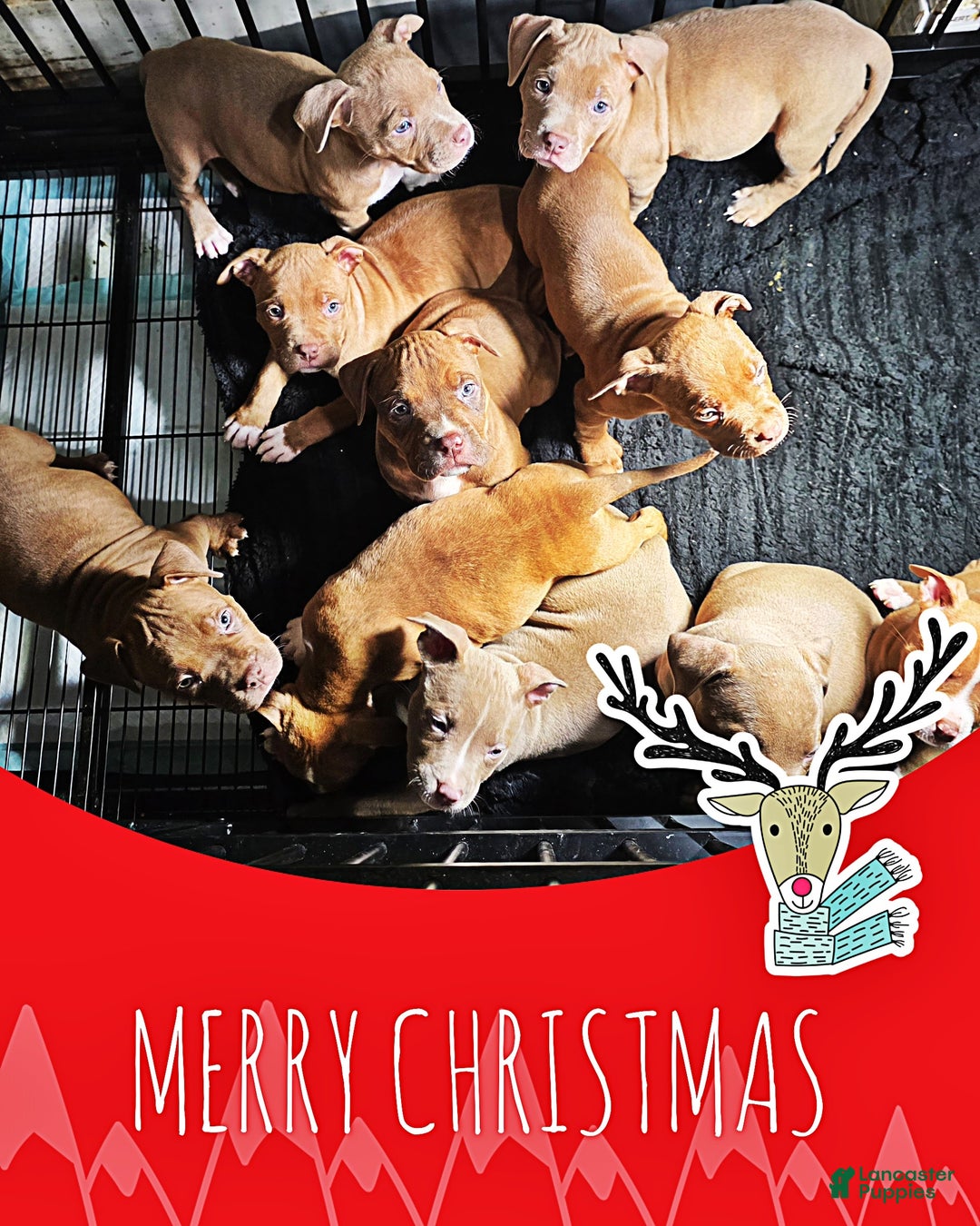 American Pit Bull Terrier dogs for sale: Roxie  - Ad 3