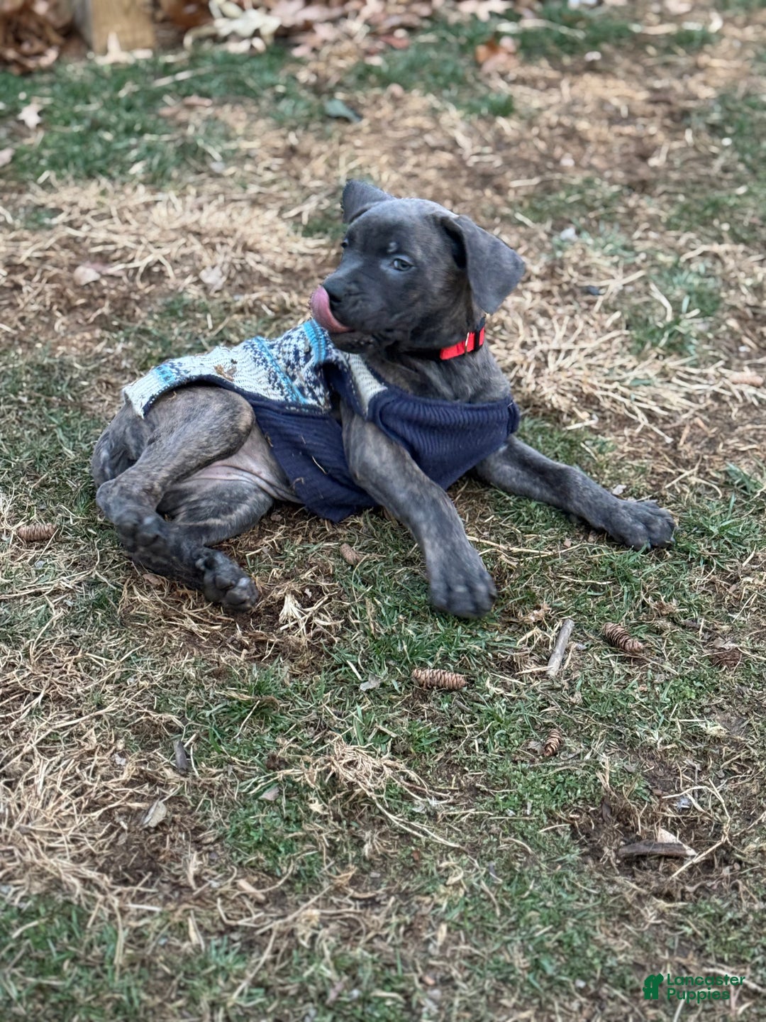 Cane Corso dogs for sale: Stormii - Ad 11