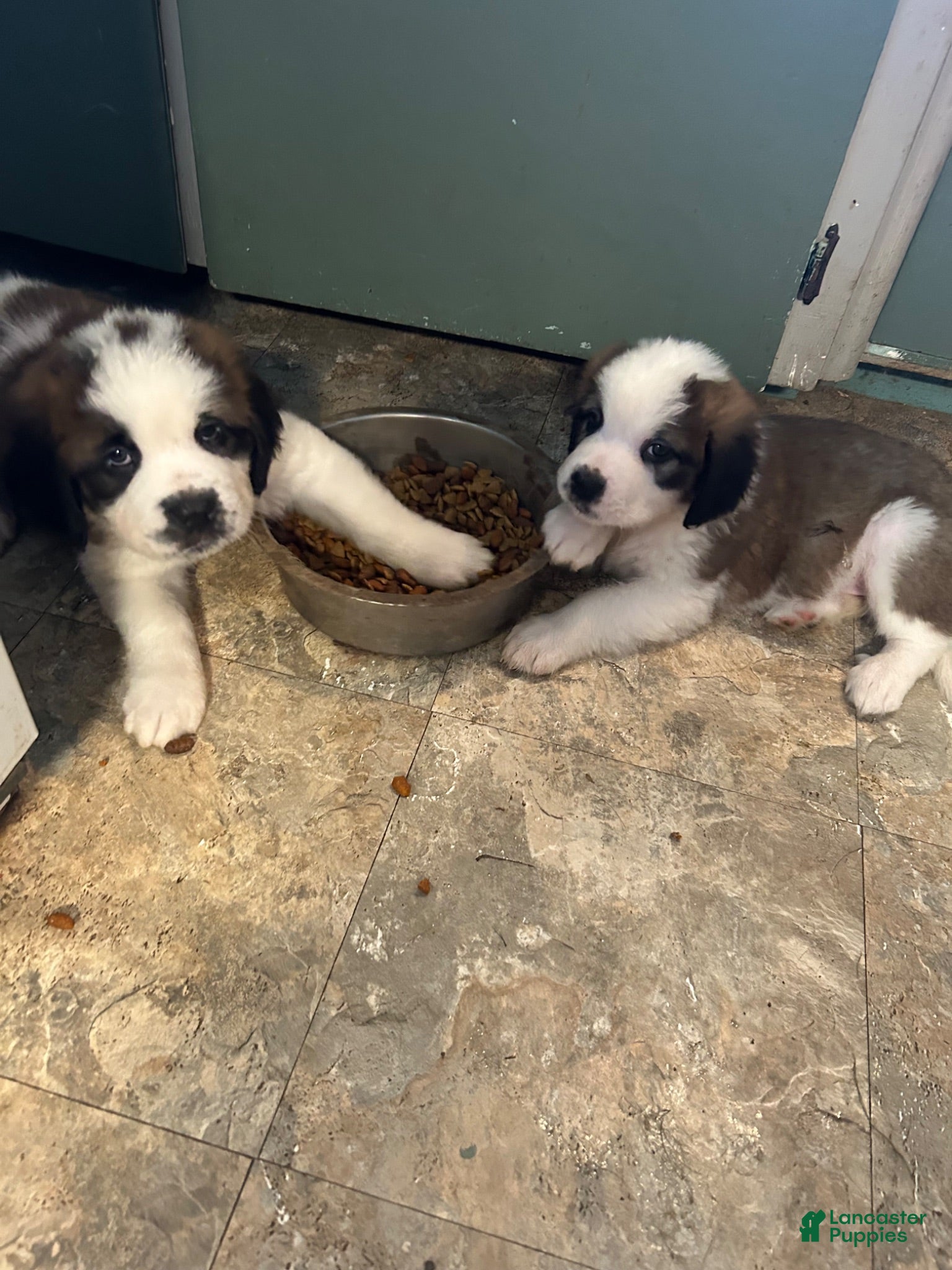 Saint Bernard dogs Saint Bernard 7 - Ad 12