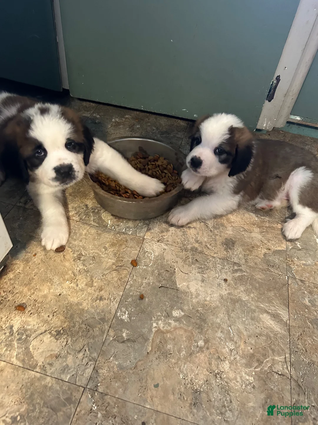 Saint Bernard dogs for sale: Saint Bernard 7 - Ad 1