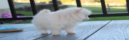 Pomeranian dogs for sale: Mochi - Ad 15