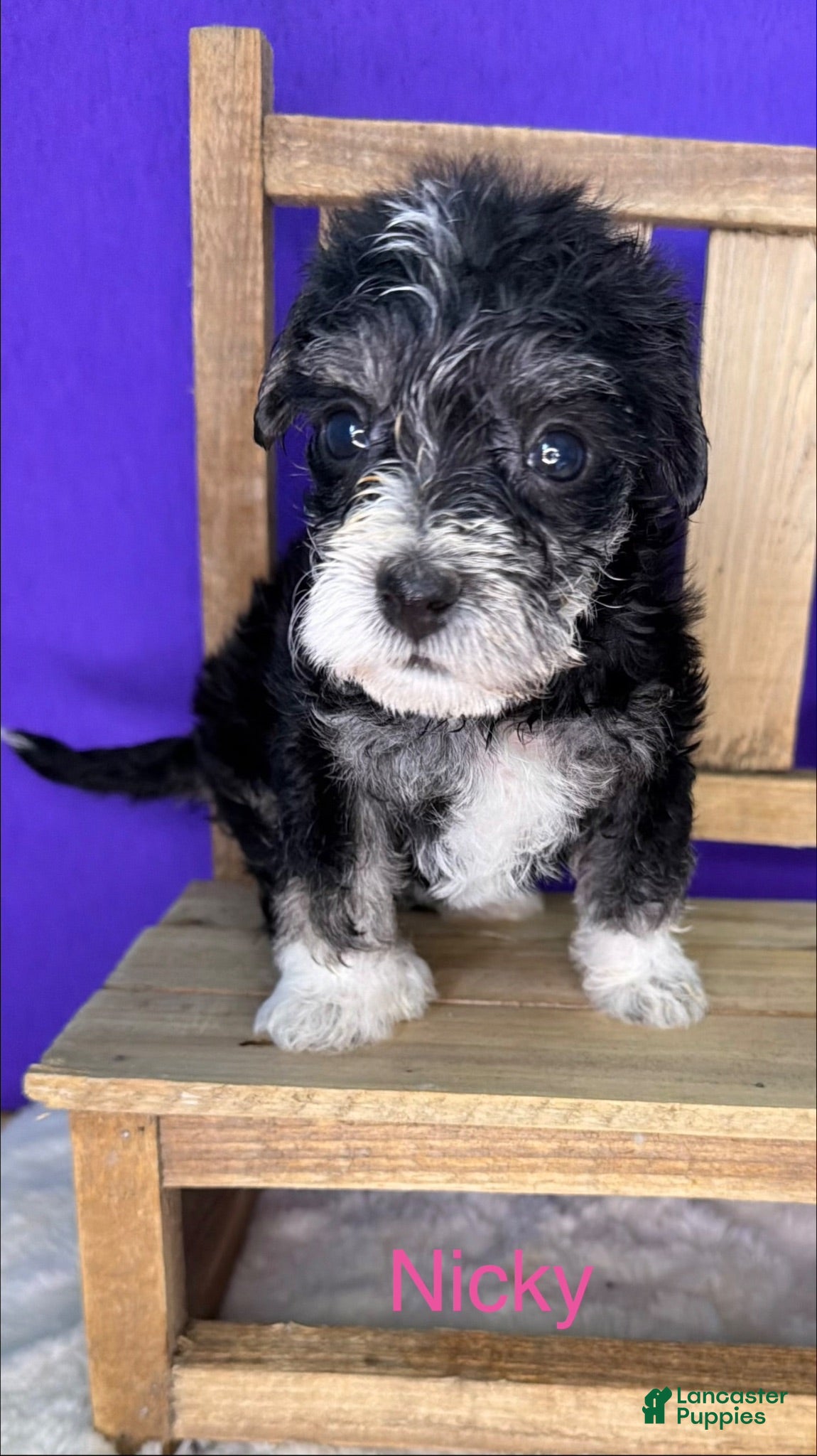 Yorkshire Terrier dogs Molly  - Ad 2