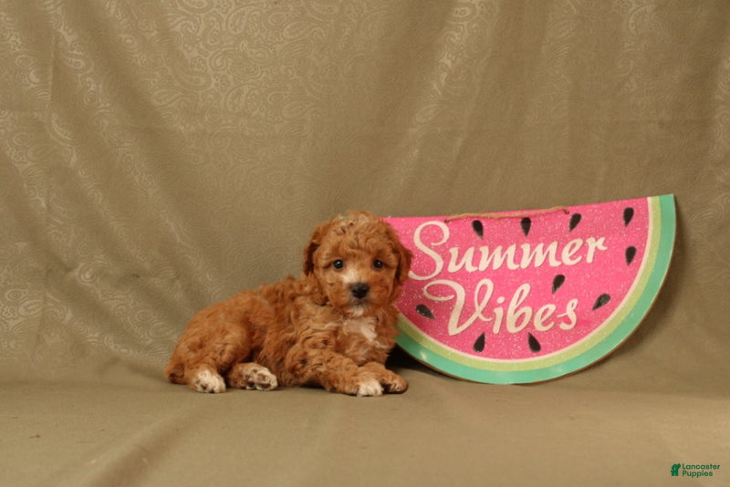 Miniature Poodle dogs Daisy - Ad 2