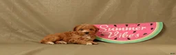 Miniature Poodle dogs for sale: Daisy - Ad 2