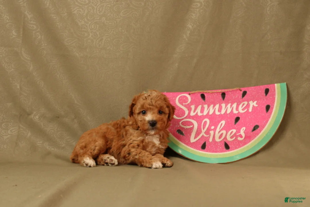 Miniature Poodle dogs for sale: Daisy - Ad 2