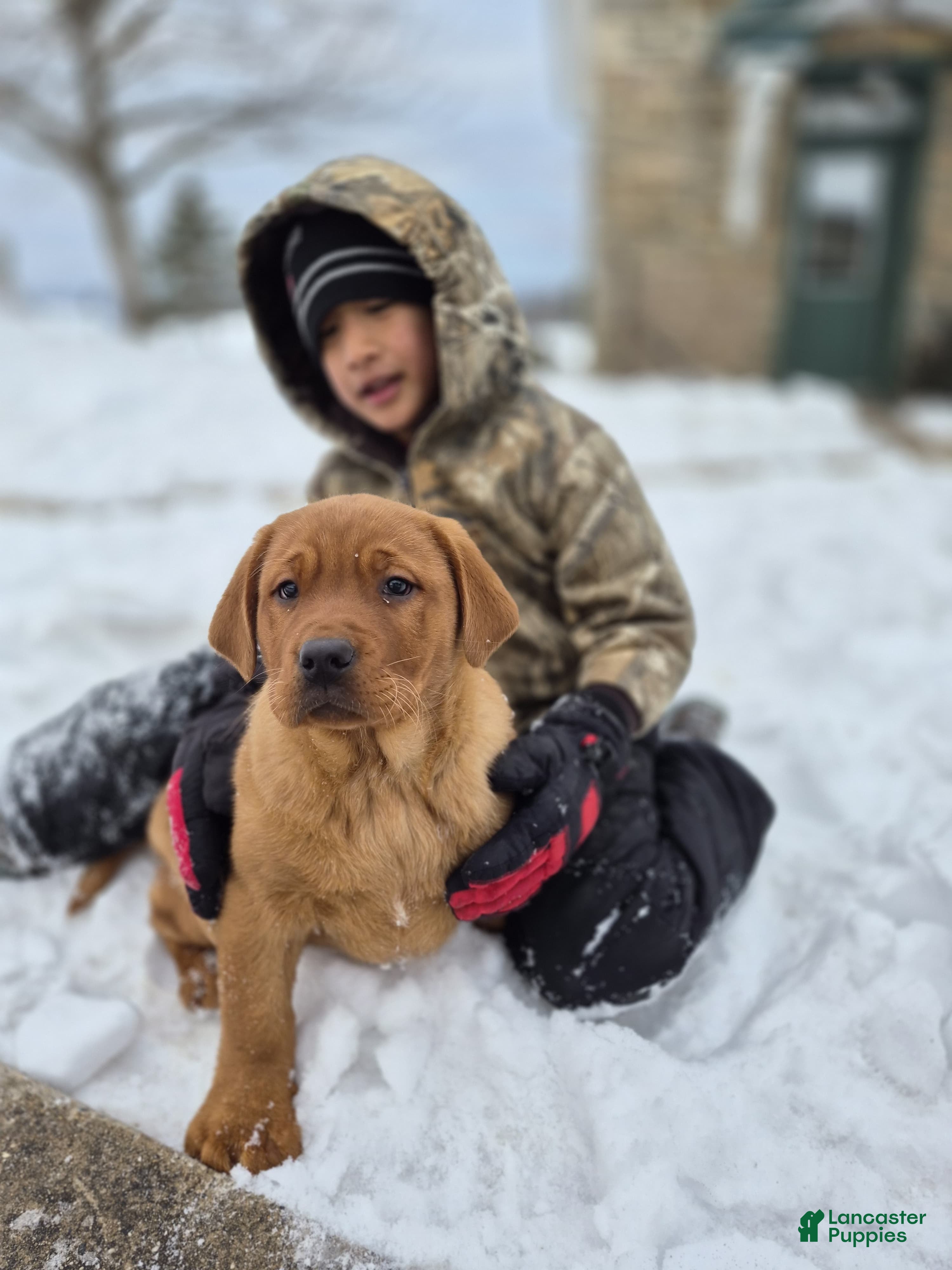 Labrador Retriever dogs Rosie - Ad 1