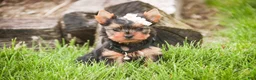 Yorkshire Terrier dogs for sale: Aspen - Ad 8