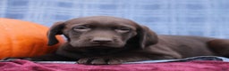 Labrador Retriever dogs for sale: Jake  - Ad 2