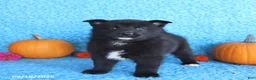 Pomsky dogs for sale: Titan - Ad 3