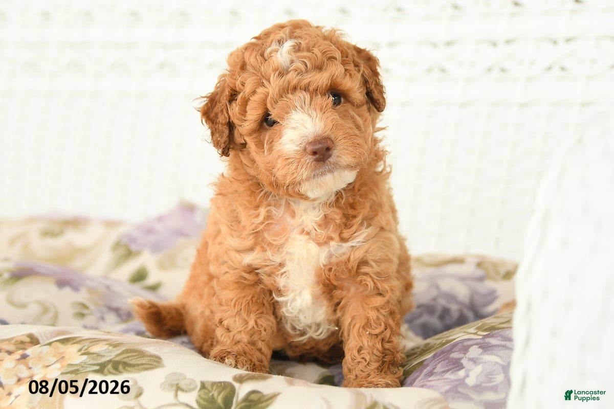 Miniature Poodle dogs Archer - Ad 1