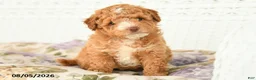 Miniature Poodle dogs for sale: Archer - Ad 1