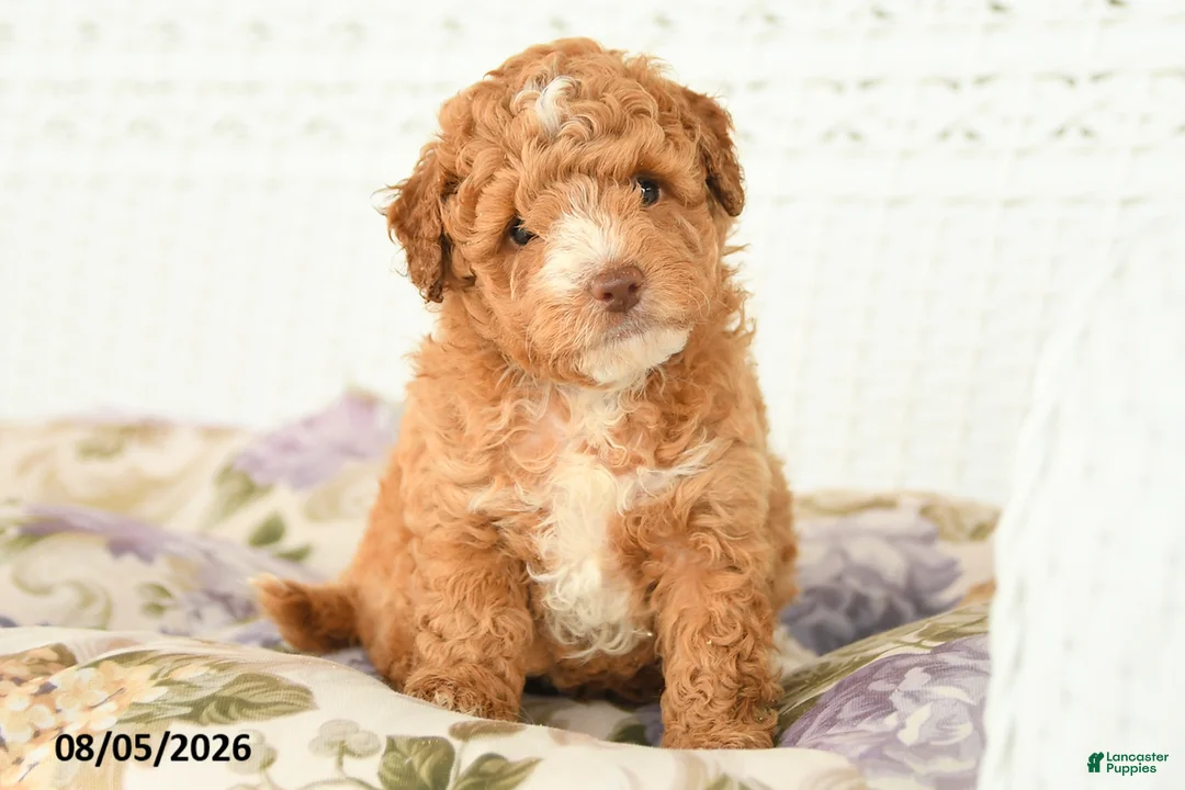 Miniature Poodle dogs for sale: Archer - Ad 1
