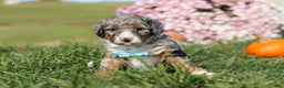 Mini Bernedoodle dogs for sale: Carter - Ad 7