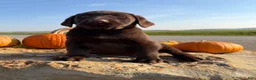Labrador Retriever dogs for sale: Raptor - Ad 8