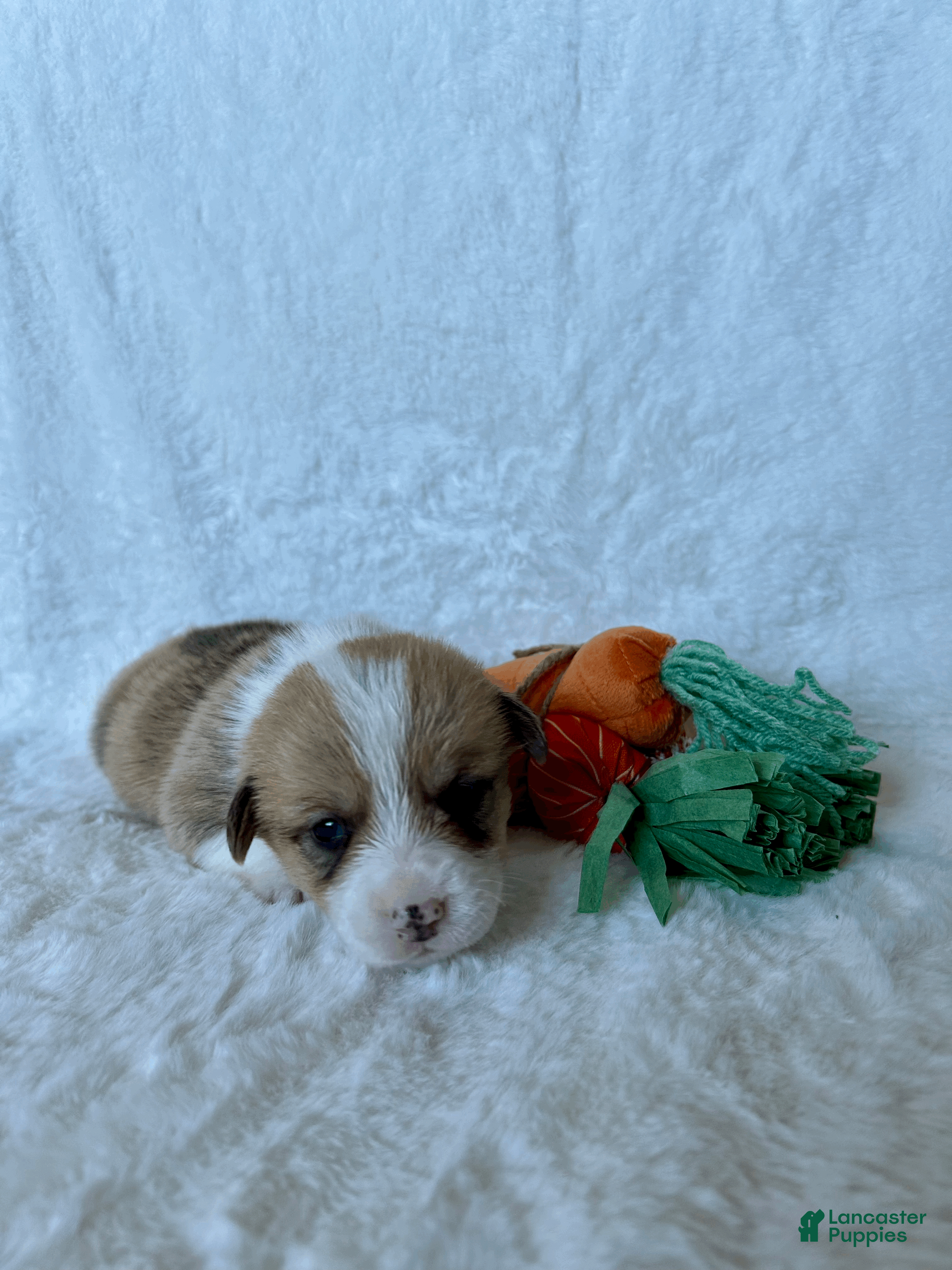 Welsh Corgi Pembroke dogs Welsh Corgi Pembroke Puppy 4 - Ad 14