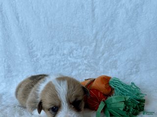 Welsh Corgi Pembroke dogs Welsh Corgi Pembroke Puppy 4 - Ad 12