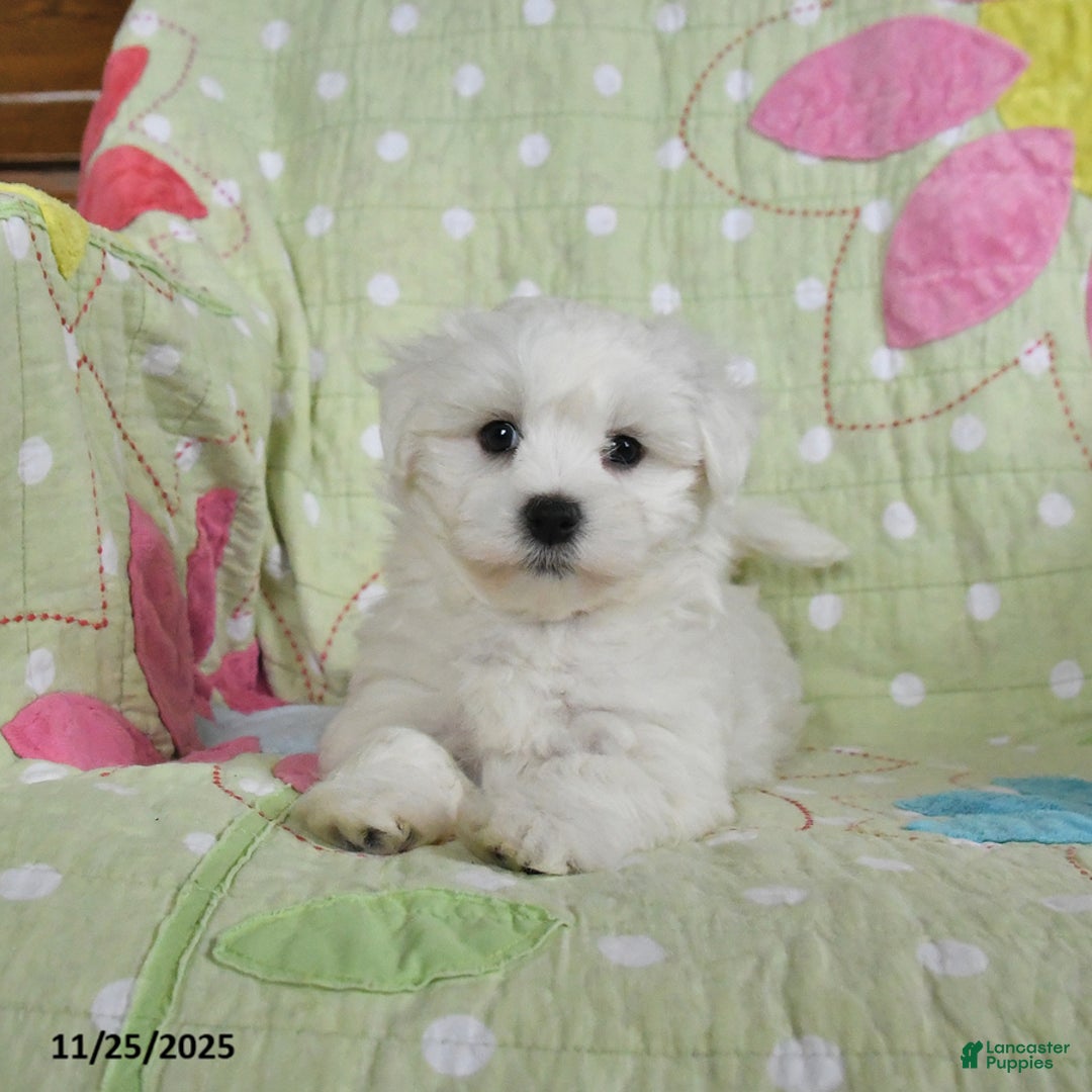 Maltese dogs for sale: Gordon - Ad 4