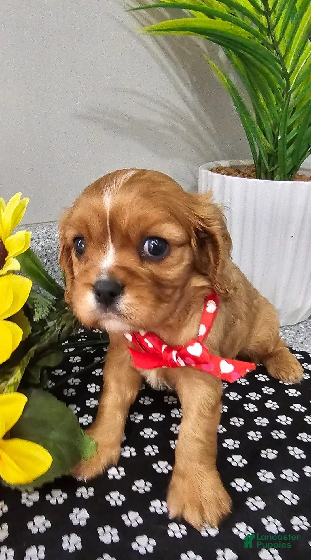 Cavalier King Charles Spaniel dogs for sale: ♥️LITTLE COOPER♥️ - Ad 1