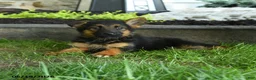 German Shepherd dogs for sale: Bernice - Ad 1