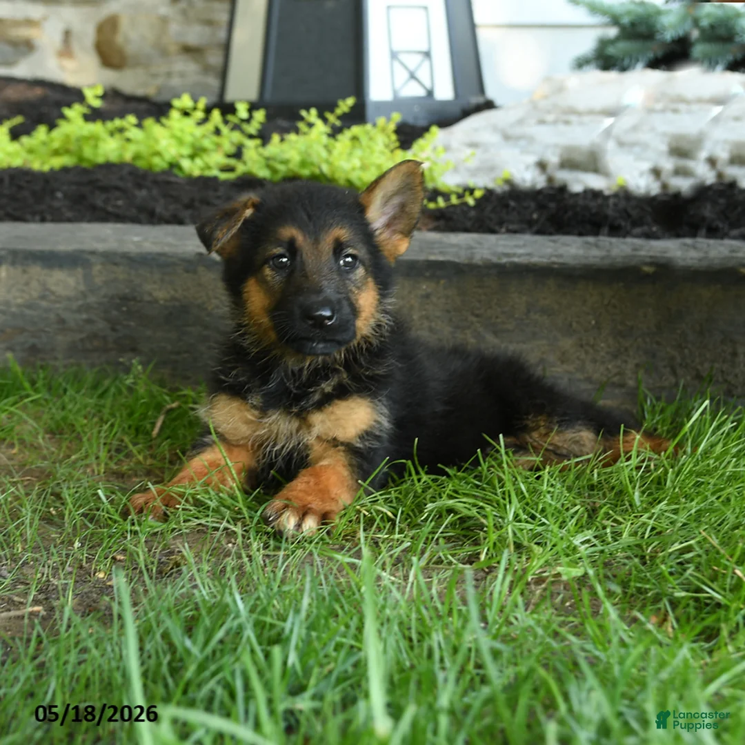 German Shepherd dogs for sale: Bernice - Ad 1