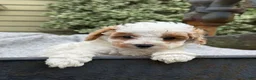 Toy Poodle dogs for sale: Chewy - Ad 11