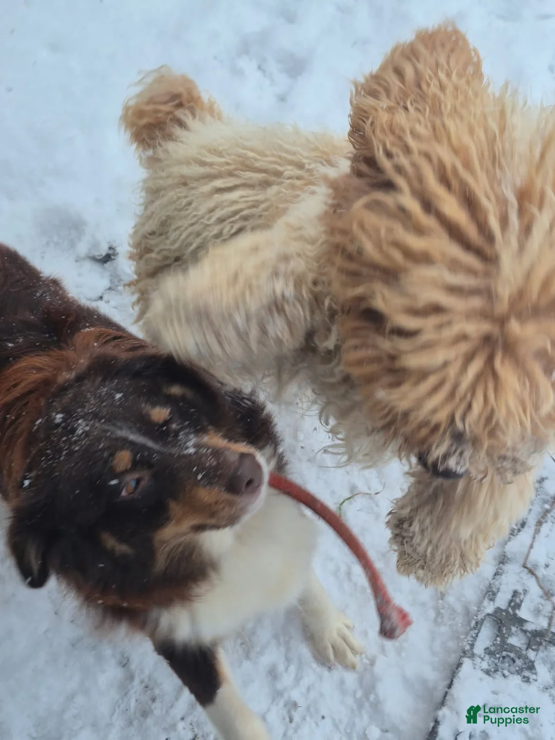 Aussiedoodle dogs for sale: Dally - Ad 9