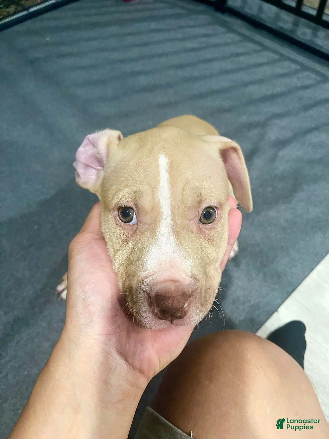 American Pit Bull Terrier dogs for sale: Daizy (UKC and ADBA) - Ad 2