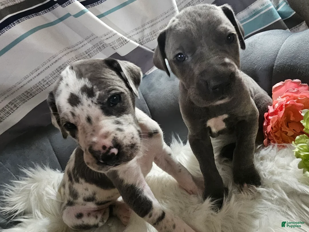 Great Dane dogs for sale: Blue  - Ad 2