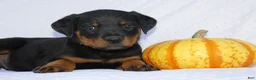 Rottweiler dogs for sale: Hunter - Ad 2
