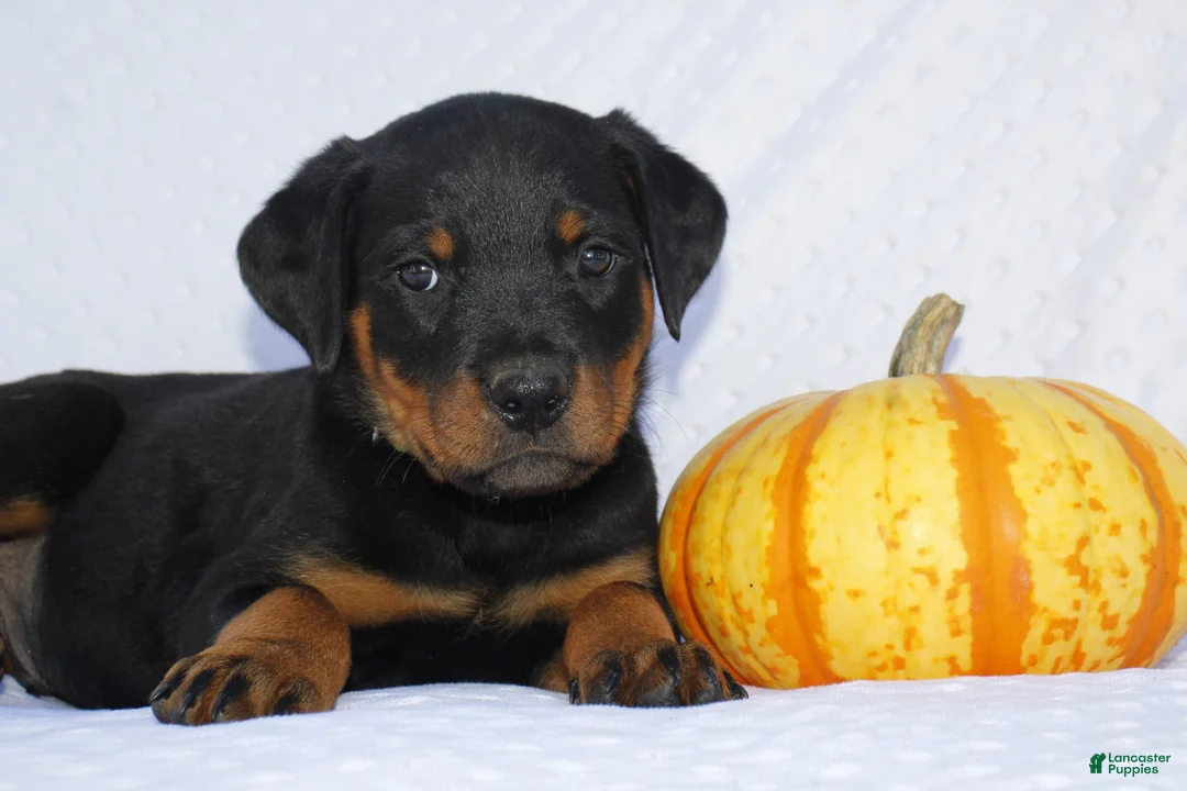 Rottweiler dogs for sale: Hunter - Ad 2