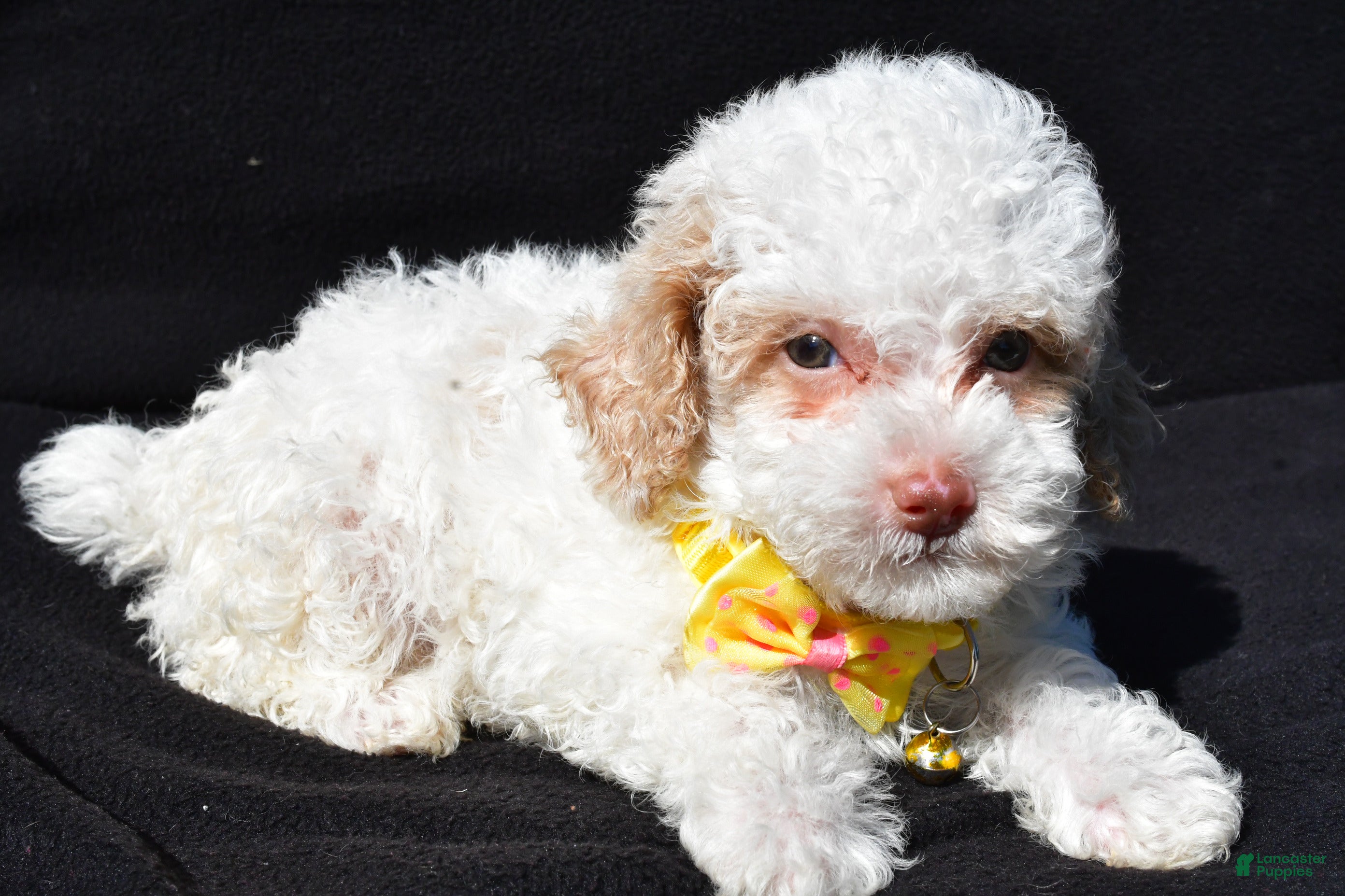 Miniature Poodle dogs Maddox - Ad 24