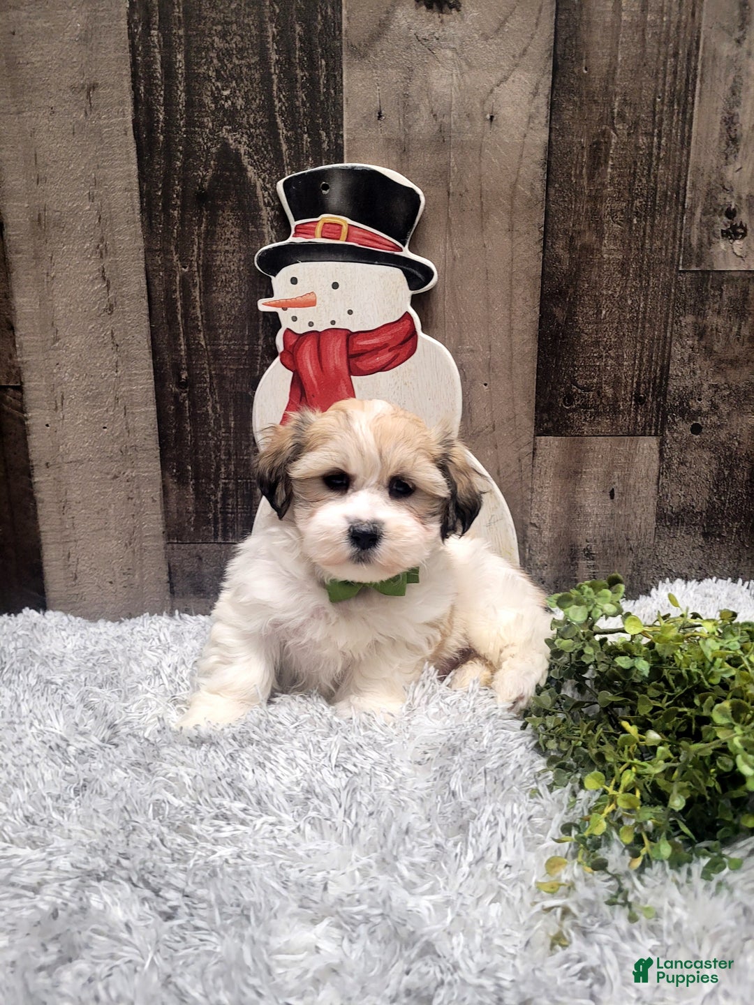 Teddy Bear dogs for sale: Waffles - Ad 1