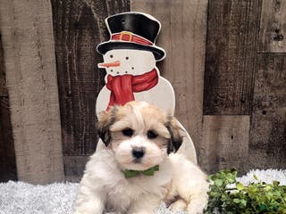 Teddy Bear dogs Waffles - Ad 16