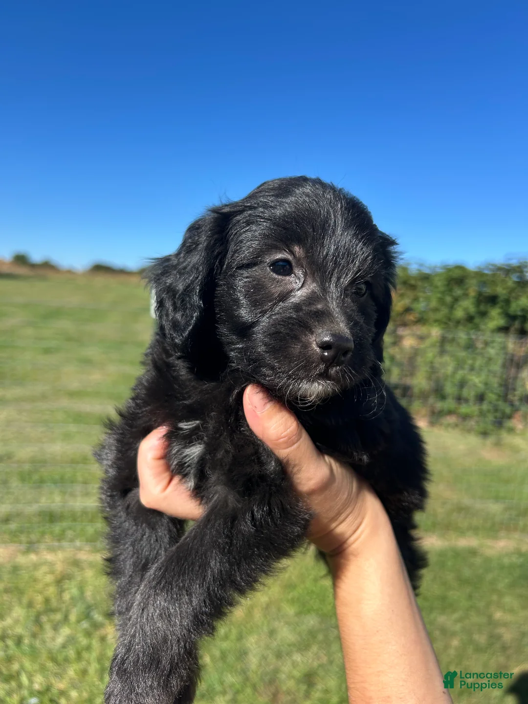 Mini Bernedoodle dogs for sale: Cupcake - Ad 1