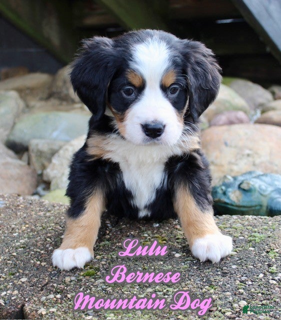 Bernese Mountain Dog dogs Lulu - Ad 17