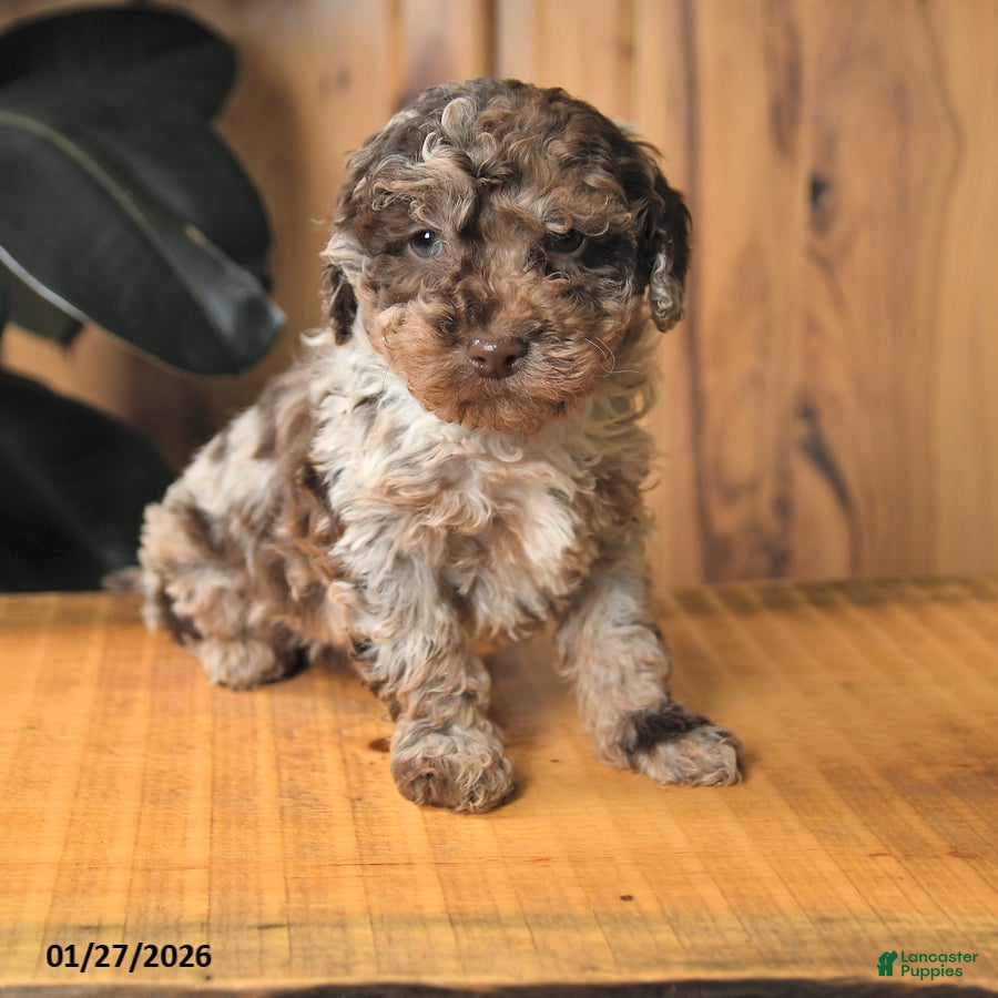 Miniature Poodle dogs Benji - Ad 19