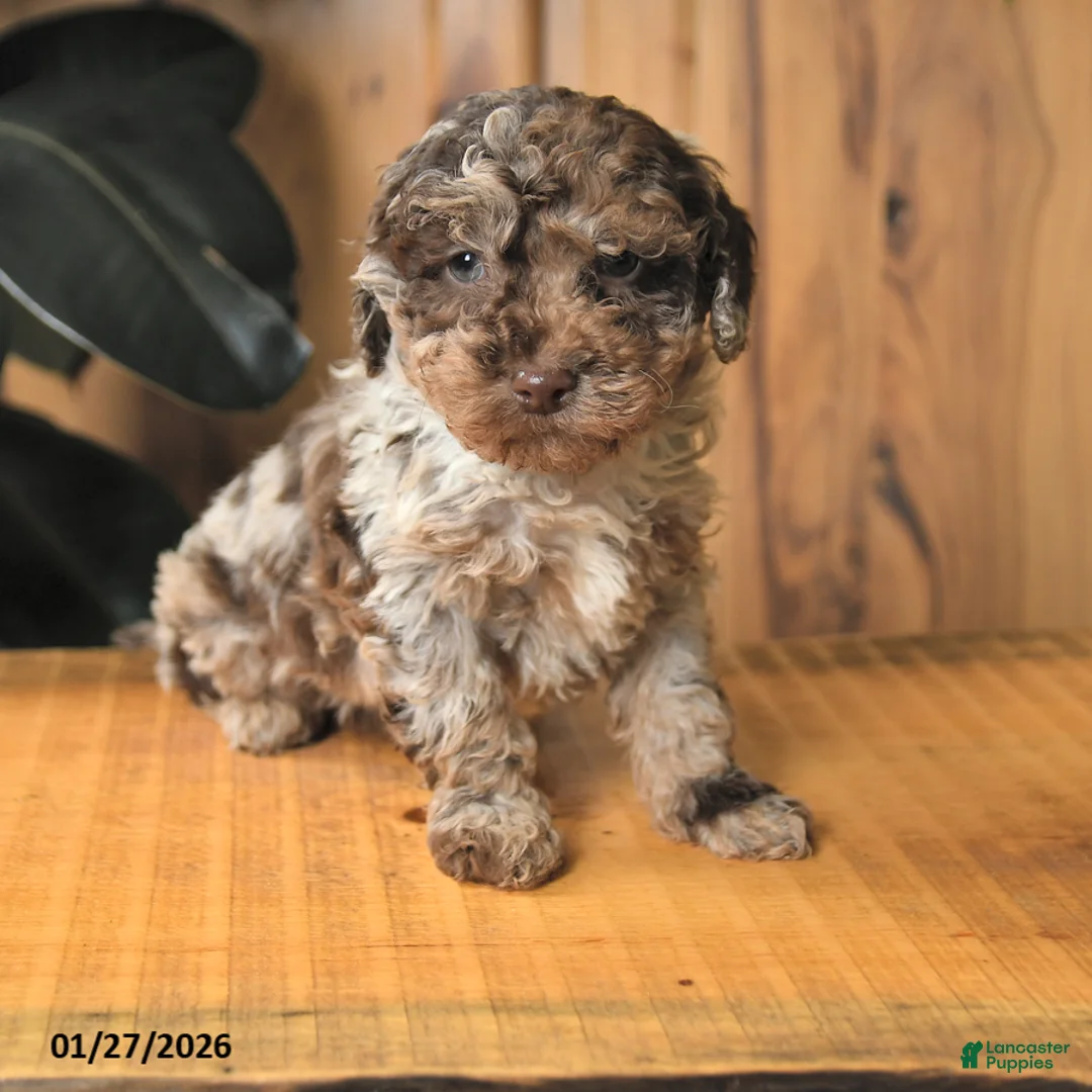 Miniature Poodle dogs for sale: Benji - Ad 1