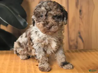 Miniature Poodle dogs Benji - Ad 19