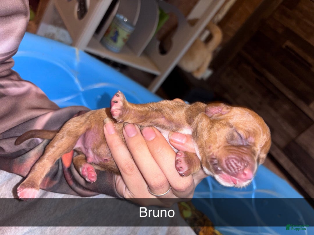 Mixed Breed dogs for sale: Bruno - Ad 5