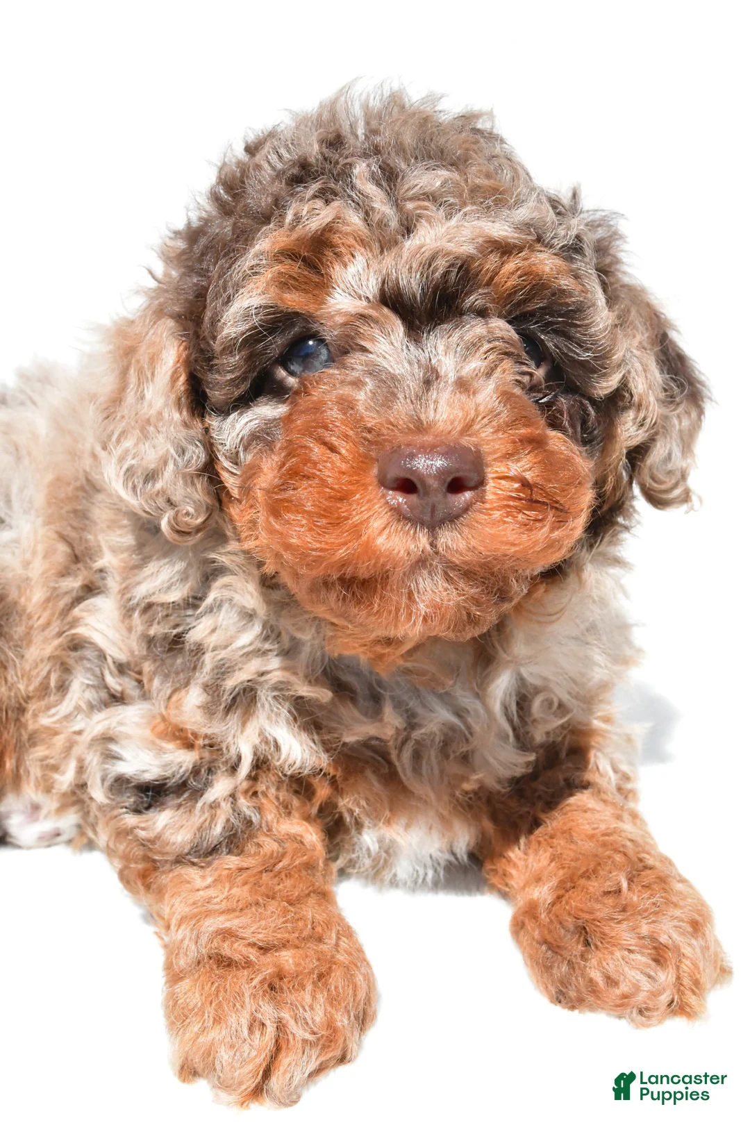 Miniature Poodle dogs for sale: Mason - Ad 9