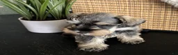 Miniature Schnauzer dogs for sale: Ruby - Ad 5