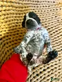 German Shorthaired Pointer Puppy 3