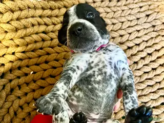 German Shorthaired Pointer dogs German Shorthaired Pointer Puppy 3 - Ad 29