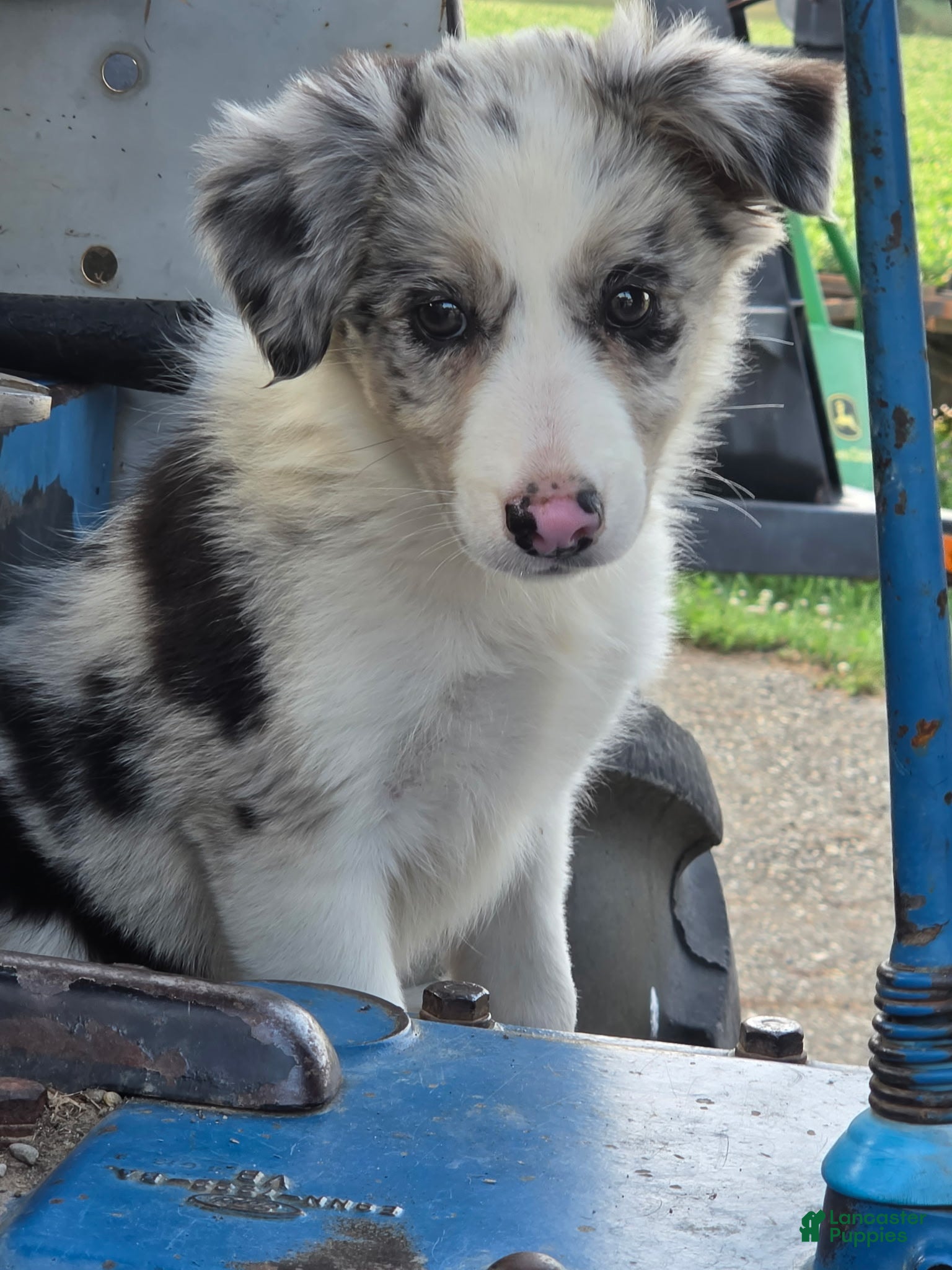 Border Collie dogs Daisy 🌼  - Ad 3