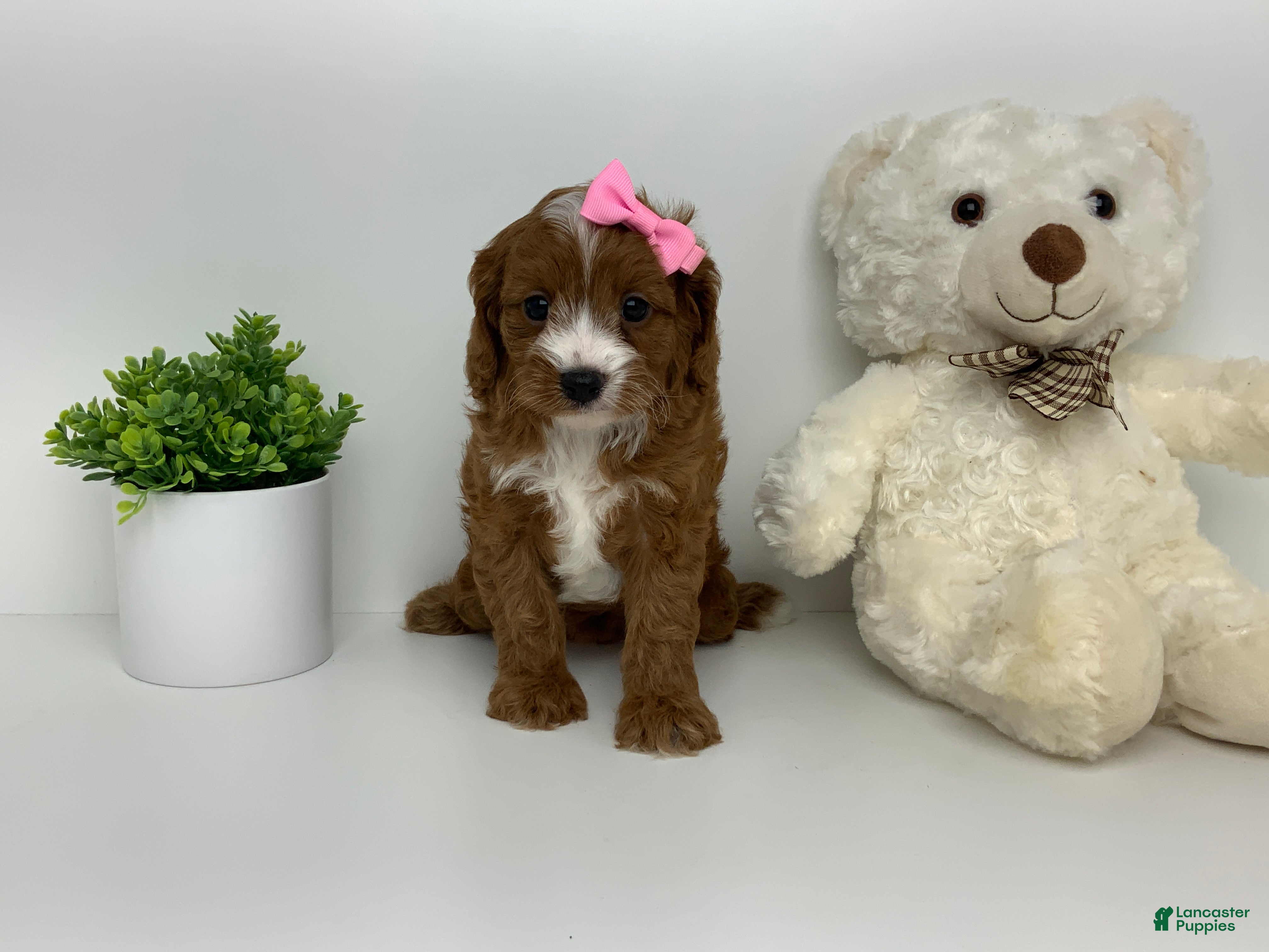 Cavapoo dogs Carie - Ad 2