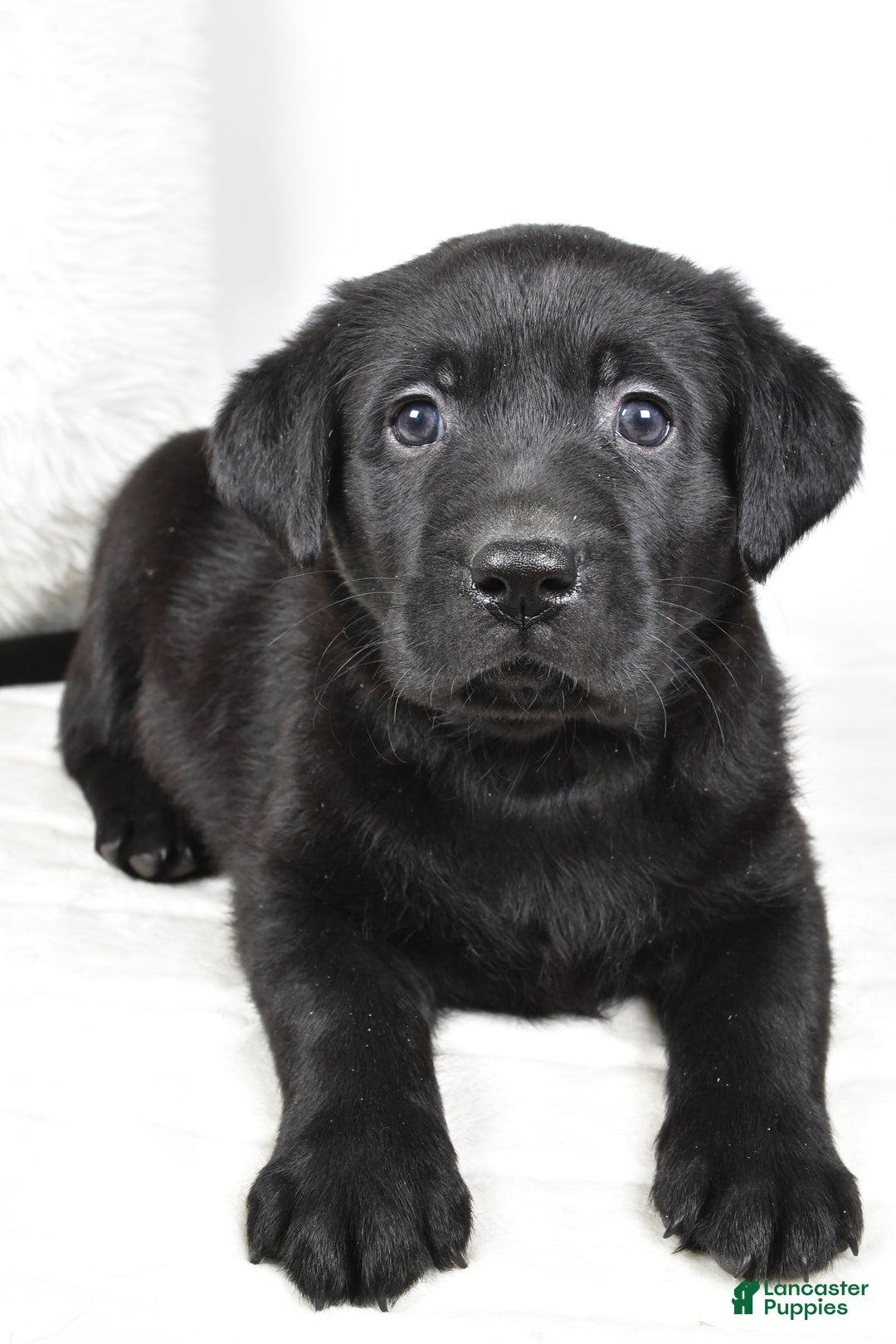 Labrador Retriever dogs for sale: Maggie - Ad 3