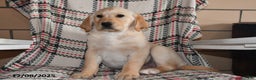 Labrador Retriever dogs for sale: Benji - Ad 5