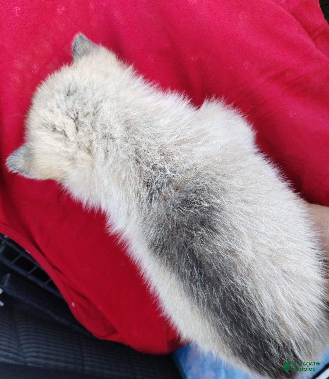 Alaskan Husky dogs for sale: Alaskan Husky Puppy 6 - Ad 2